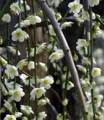 粉头雪枝的花语是什么？粉头雪枝象征着什么？