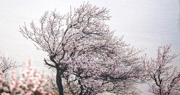 粉头雪枝的花语是什么？粉头雪枝象征着什么？