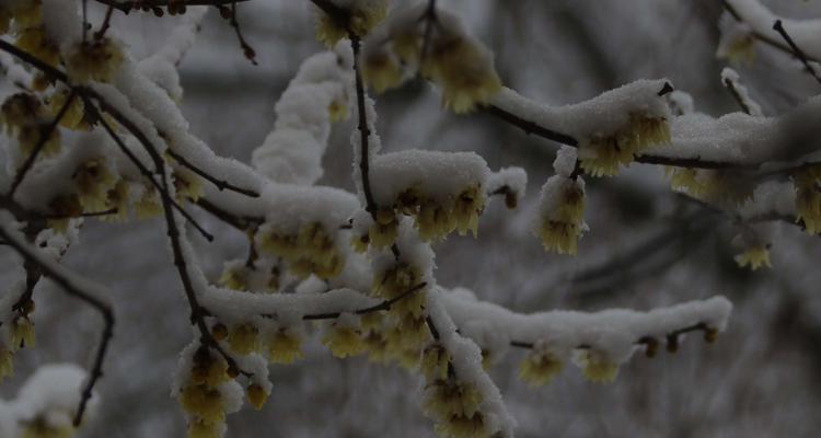 粉头雪枝的花语是什么？粉头雪枝象征着什么？