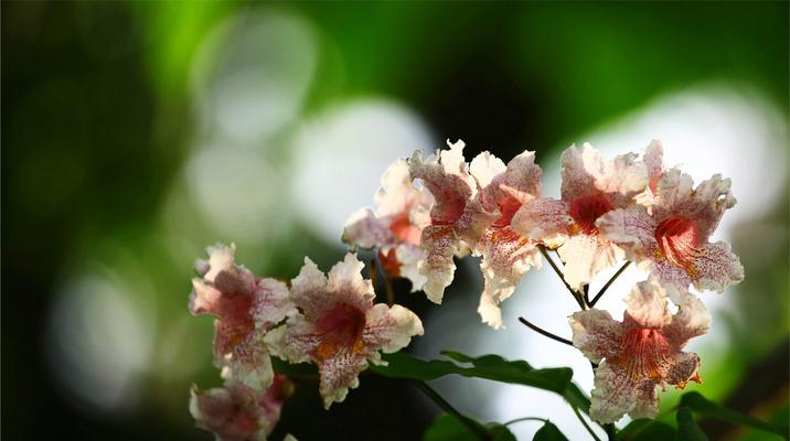 楸树花的花语是什么？楸树花象征着什么？
