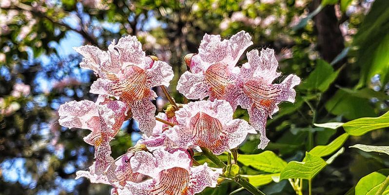 楸树花的花语是什么？楸树花象征着什么？