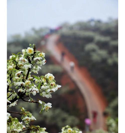 野山楂树花语是什么？如何理解其深层含义？
