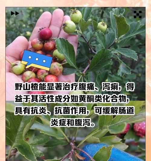 野山楂树花语是什么？如何理解其深层含义？