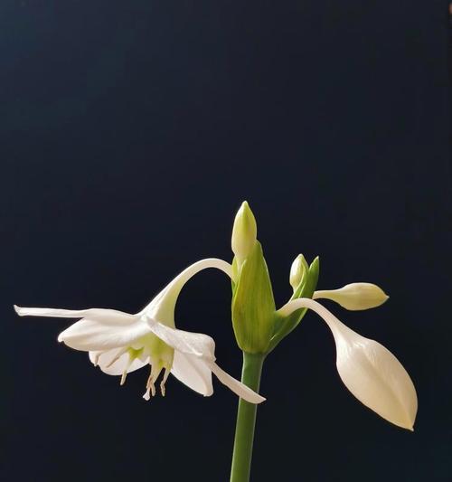 南美水仙花语有哪些？它们各自代表什么意义？