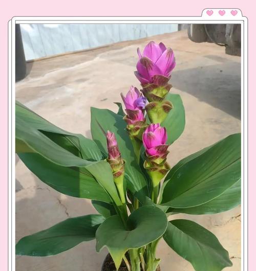 姜花有几种花语？每种花语都代表了什么含义？