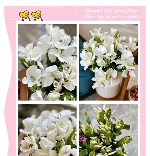 姜花有几种花语？每种花语都代表了什么含义？
