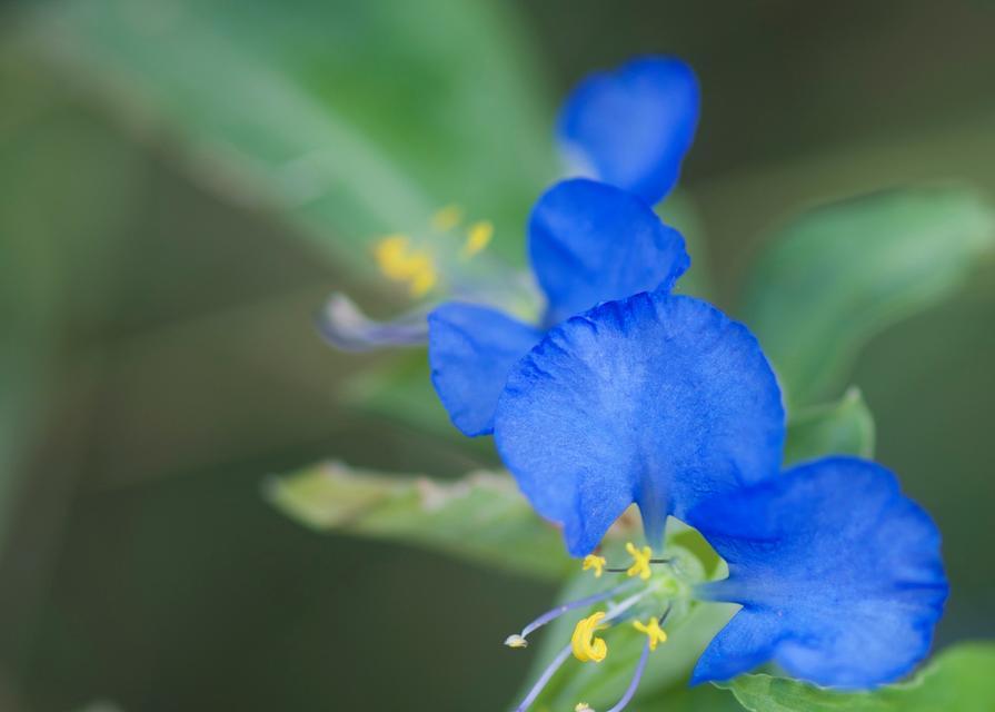 瑚碟花的花语是什么？它象征着怎样的情感？