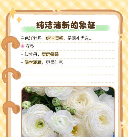 牡丹花语象征着什么？它有哪些特别的含义？