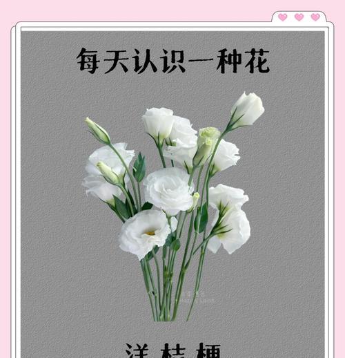重瓣菊的花语有哪些？它们各自代表了什么意义？
