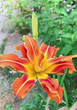 重瓣菊的花语有哪些？它们各自代表了什么意义？