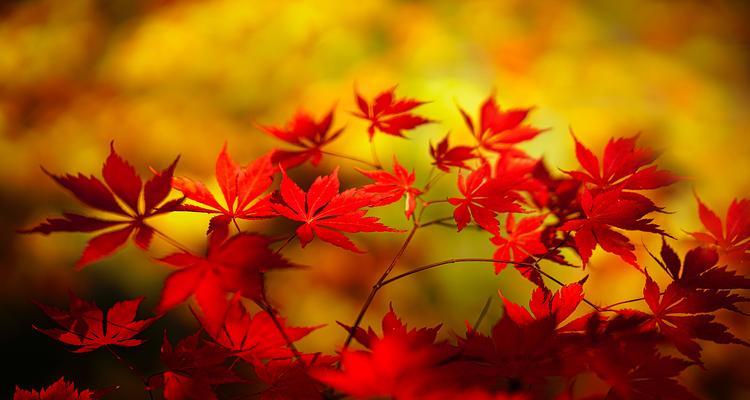 冃月红的花语是什么？它传递了哪些情感信息？