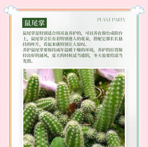 仙人掌的花语有哪些？它们各自代表了什么？