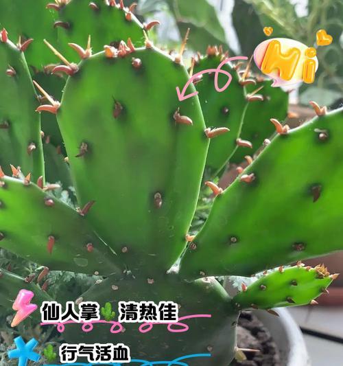 仙人掌的花语有哪些？它们各自代表了什么？