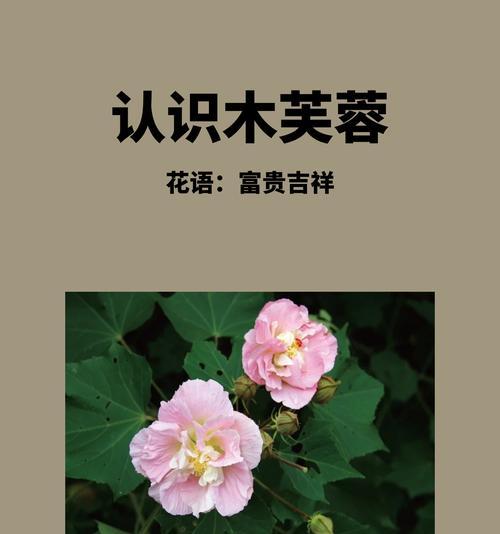 粉芙蓉花的花语是什么？它传递了怎样的情感？