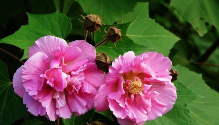 粉芙蓉花的花语是什么？它传递了怎样的情感？