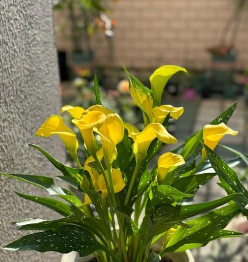 马帝莲的花语是什么？它象征着怎样的情感？