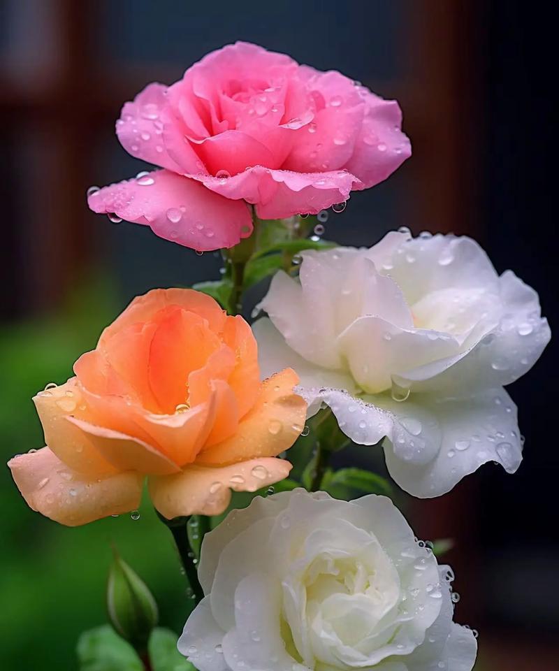 芙蕖花的花语是什么？它代表了怎样的情感？