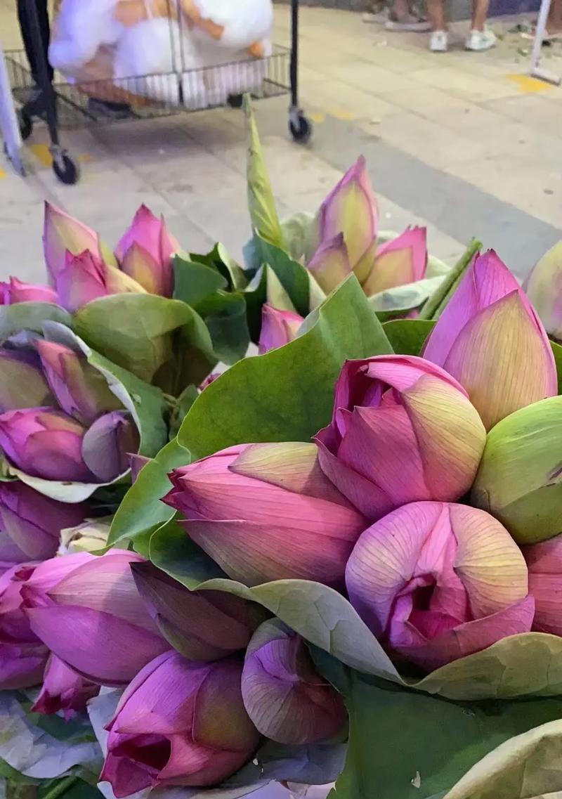 芙蕖花的花语是什么？它代表了怎样的情感？
