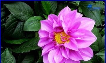 银苞芋的花语是什么？如何正确理解银苞芋的花语含义？