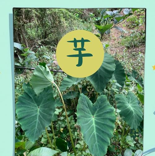银苞芋的花语是什么？如何正确理解银苞芋的花语含义？