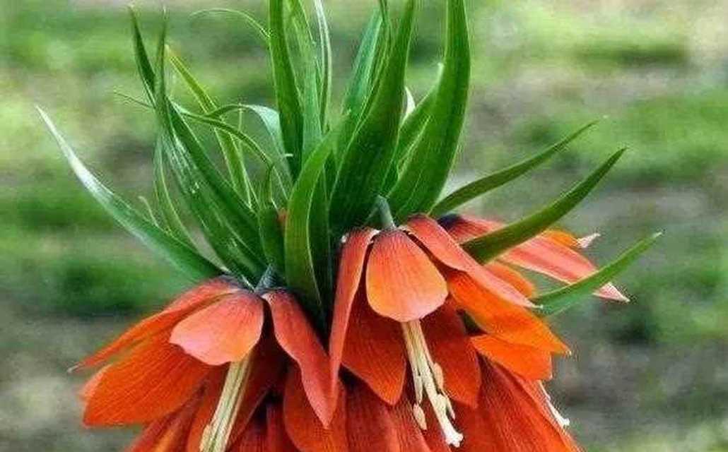 冠花贝母的花语有哪些？冠花贝母花语背后的故事是什么？