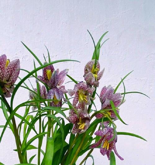 冠花贝母的花语有哪些？冠花贝母花语背后的故事是什么？