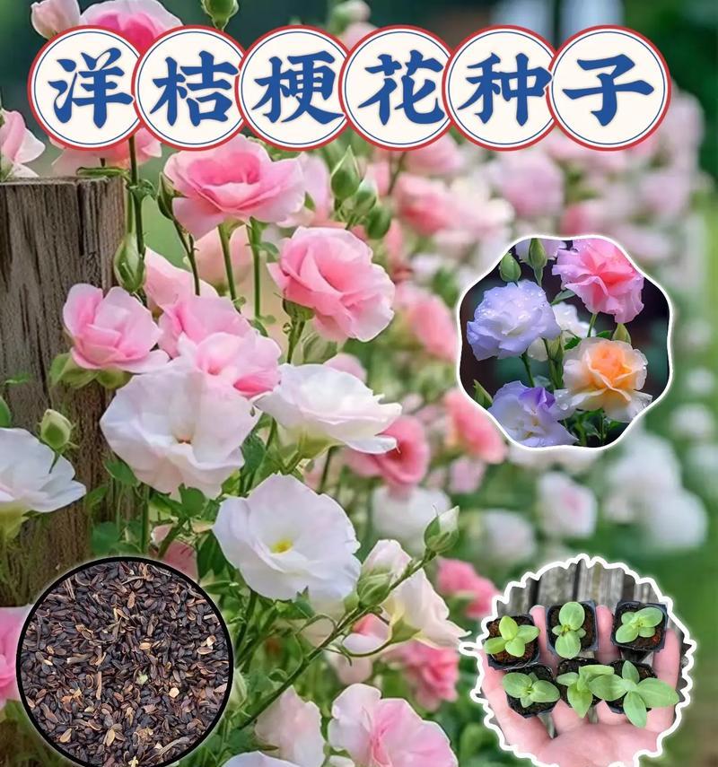 洋桔梗花语有哪些？洋桔梗花语及背后的文化含义是什么？