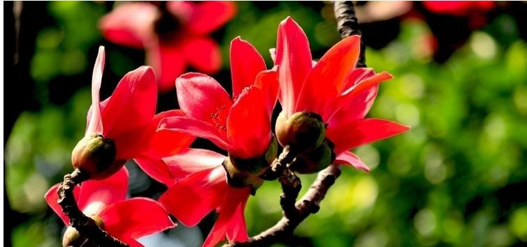 红枝玉锦的花语是什么？红枝玉锦花语的象征意义是什么？