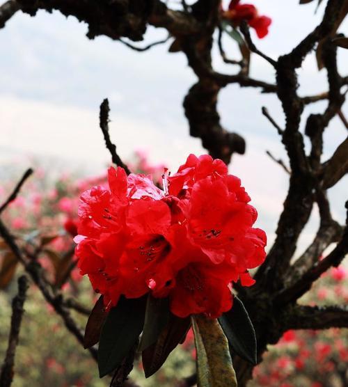 红枝玉锦的花语是什么？红枝玉锦花语的象征意义是什么？