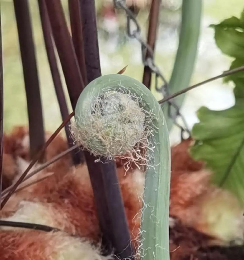 金毛猴蕨的花语是什么？金毛猴蕨花语有何特别之处？