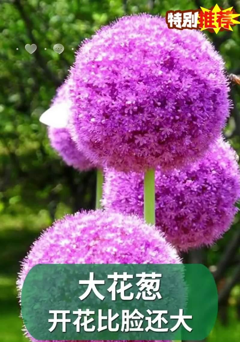 大鹿葱的花语是什么？大鹿葱花语的深层含义是什么？