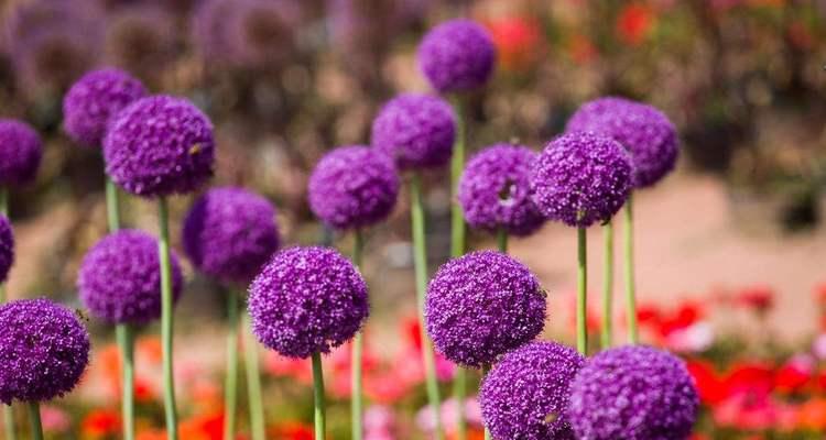 大鹿葱的花语是什么？大鹿葱花语的深层含义是什么？