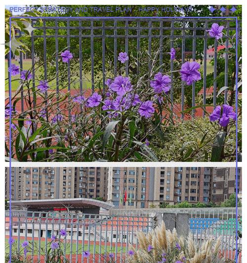 蓝草花的花语是什么？蓝草花花语的寓意是什么？