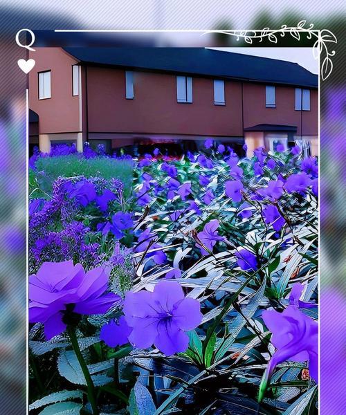 蓝草花的花语是什么？蓝草花花语的寓意是什么？
