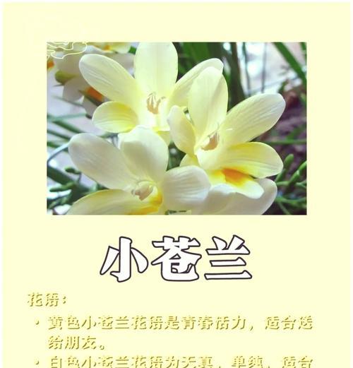 迷送香的花语是什么？迷送香花语的象征意义是什么？