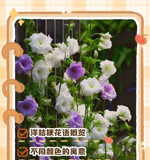 紫边桔梗的花语是什么？紫边桔梗花语的含义是什么？
