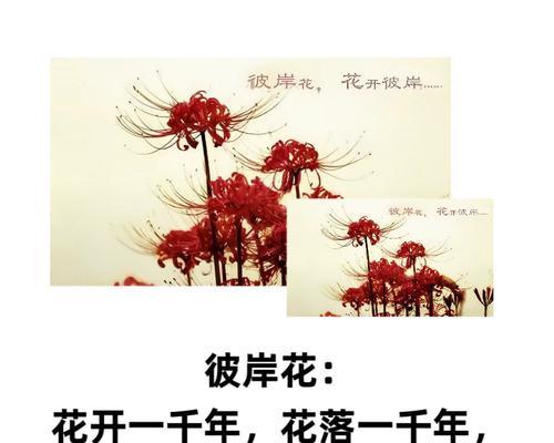 彼岸花星的花语是什么？彼岸花星花语的寓意是什么？