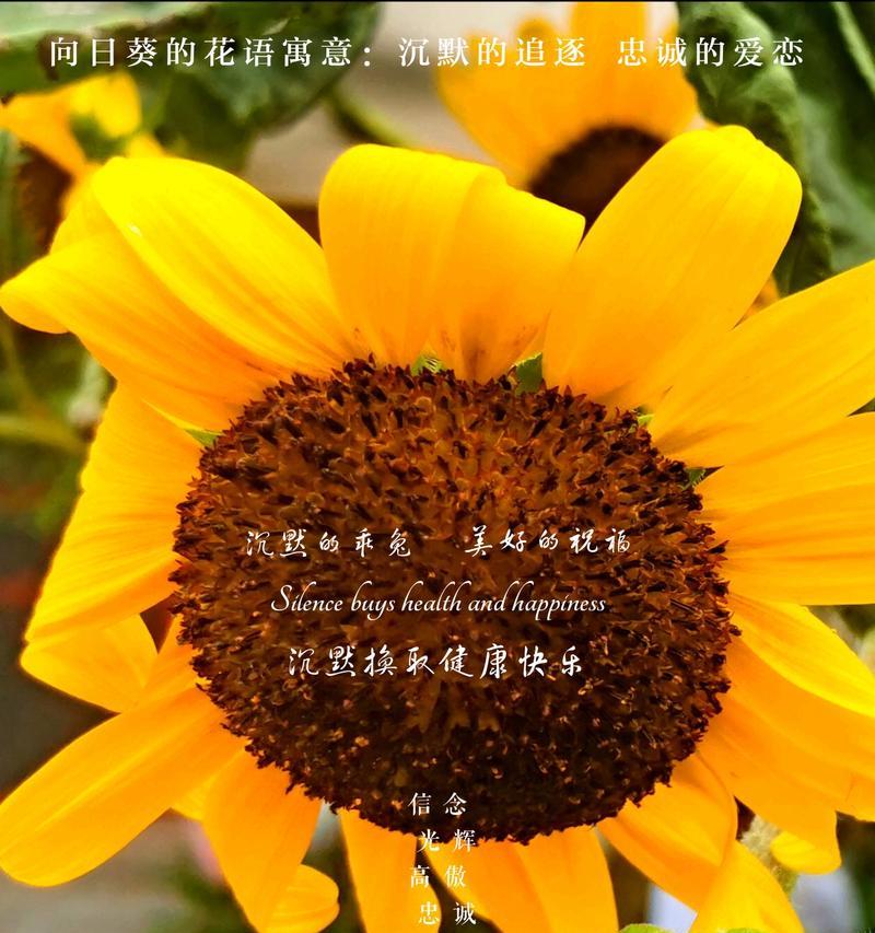 向日葵花语是什么？向日葵花语文的深层含义是什么？