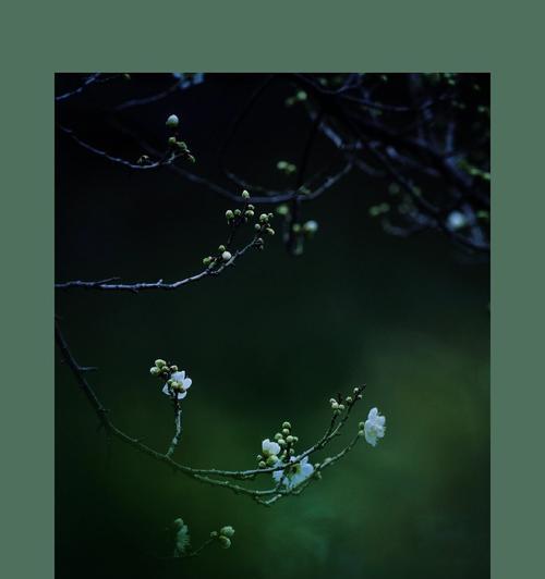青萼梅的花语是什么？青萼梅花语的象征意义是什么？
