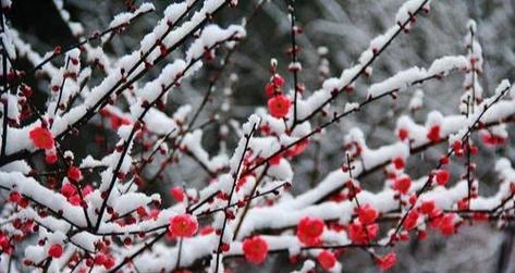 青萼梅的花语是什么？青萼梅花语的象征意义是什么？