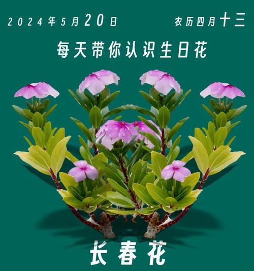 日日春的花语是什么？日日春花语的寓意是什么？