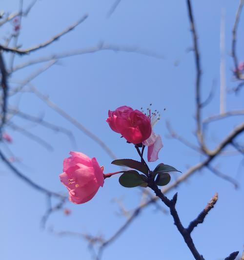 日日春的花语是什么？日日春花语的寓意是什么？