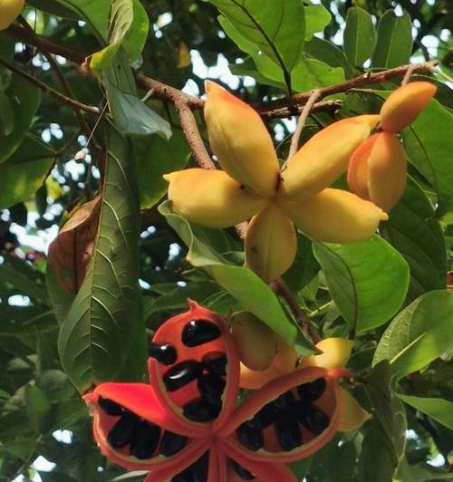 苹婆果的花语是什么？苹婆果花语的深层含义是什么？