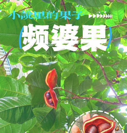 苹婆果的花语是什么？苹婆果花语的深层含义是什么？