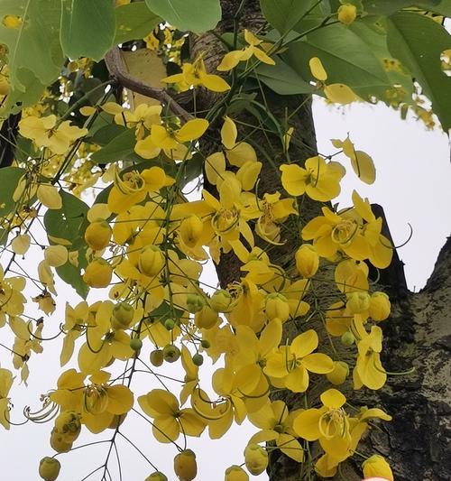 苹婆果的花语是什么？苹婆果花语的深层含义是什么？