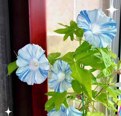 蓝白合花的花语是什么？蓝白合花花语的寓意是什么？