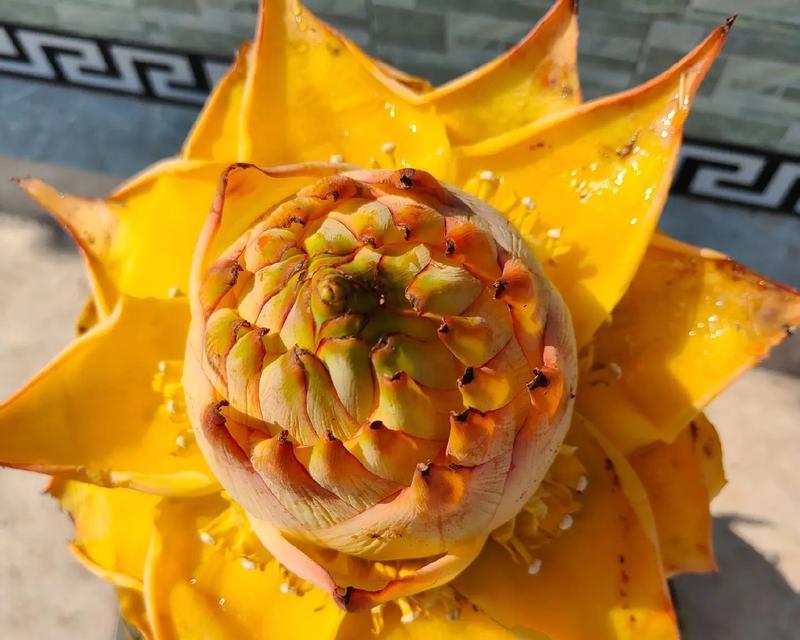 普稚花的花语是什么意思？普稚花代表了什么？