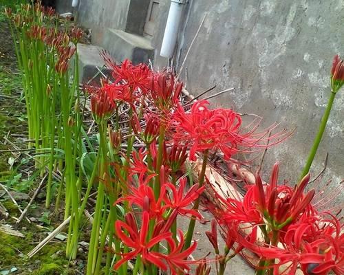普稚花的花语是什么意思？普稚花代表了什么？