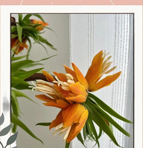 贝母花的花语有哪些？贝母花象征着什么？