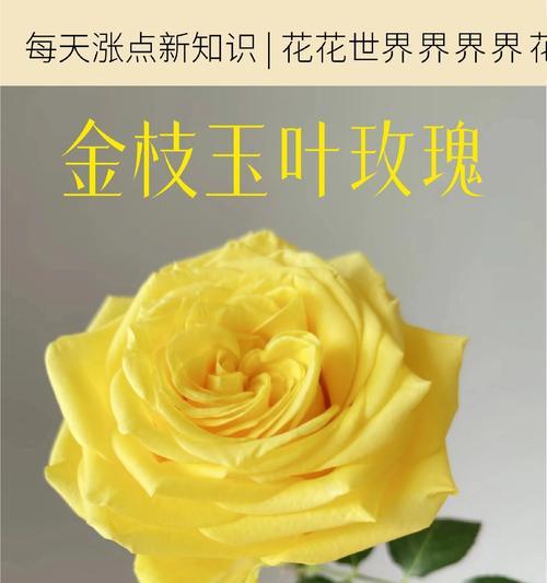 金技玉叶的花语是什么？它代表了哪些含义？